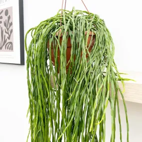 55 - 65cm Rhipsalis Paradoxa Minor in Hanging Pot 21cm Pot House Plant