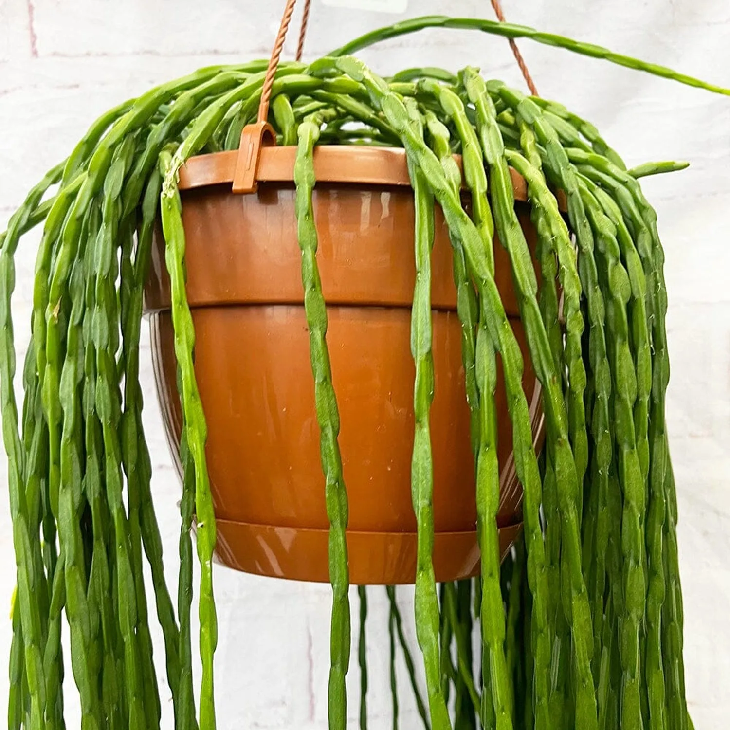 55 - 65cm Rhipsalis Paradoxa Minor in Hanging Pot 21cm Pot House Plant