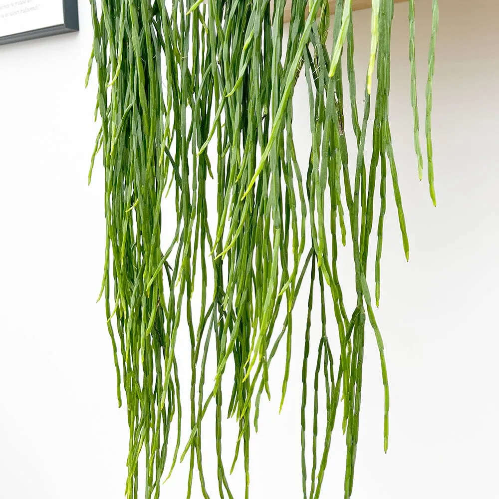 55 - 65cm Rhipsalis Paradoxa Minor in Hanging Pot 21cm Pot House Plant