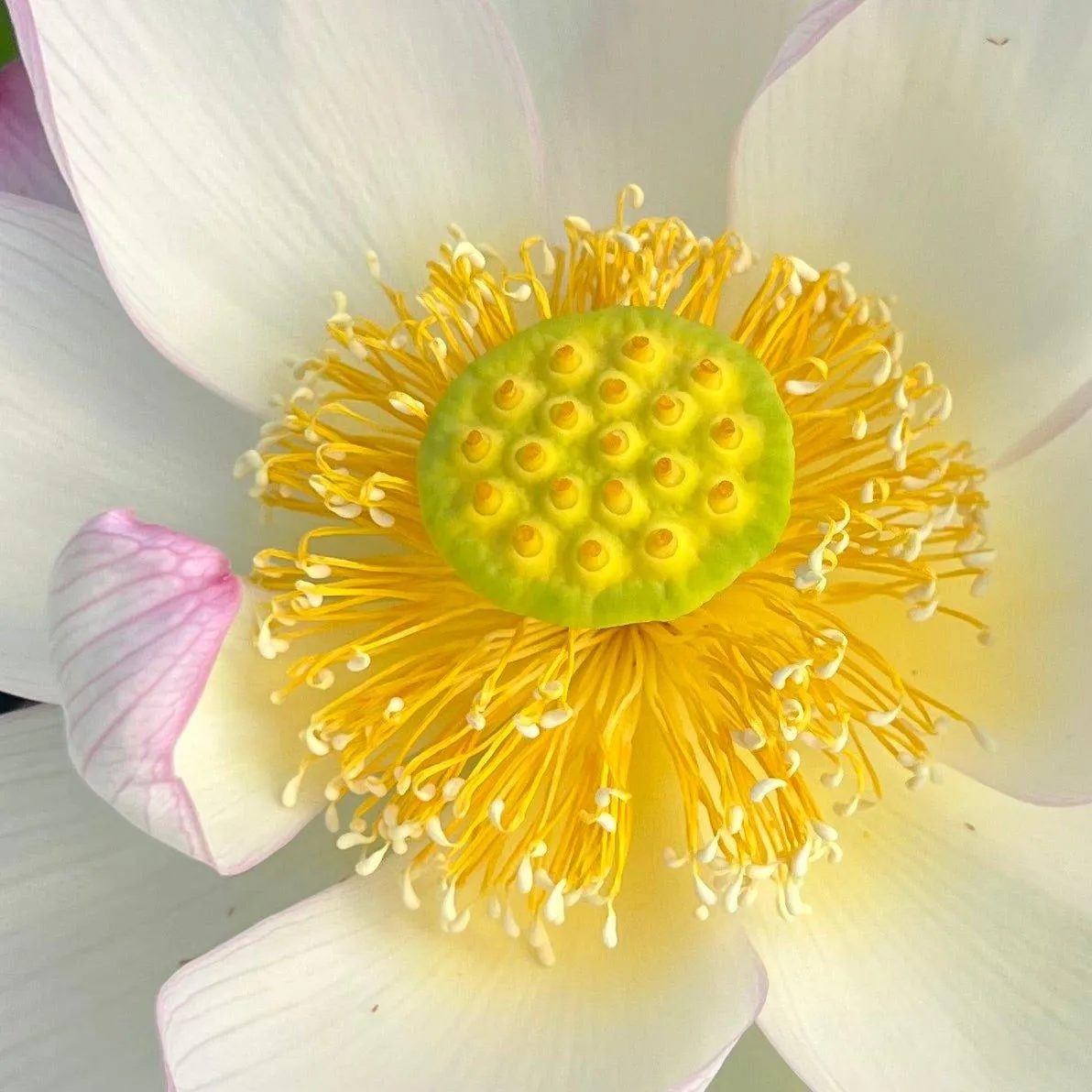 American Three-Color Lotus (Bare Root)