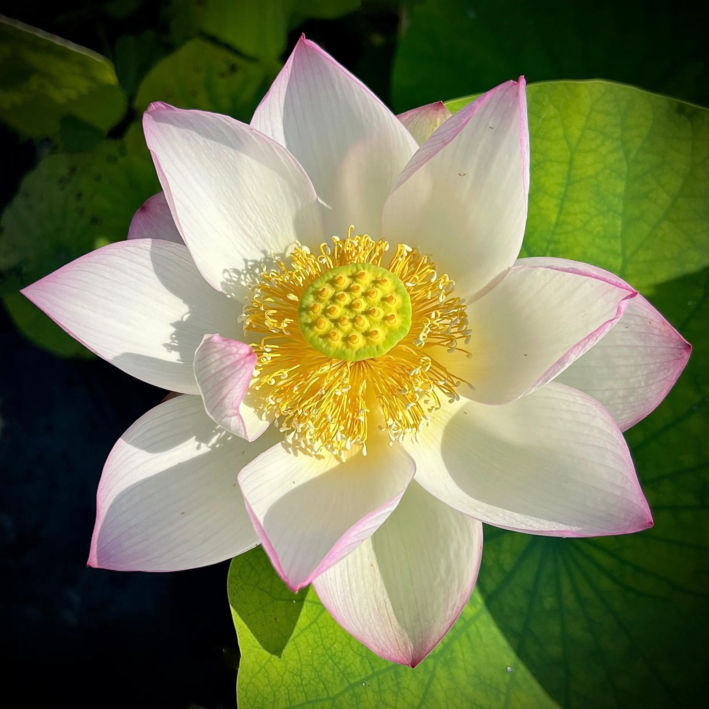 American Three-Color Lotus (Bare Root)