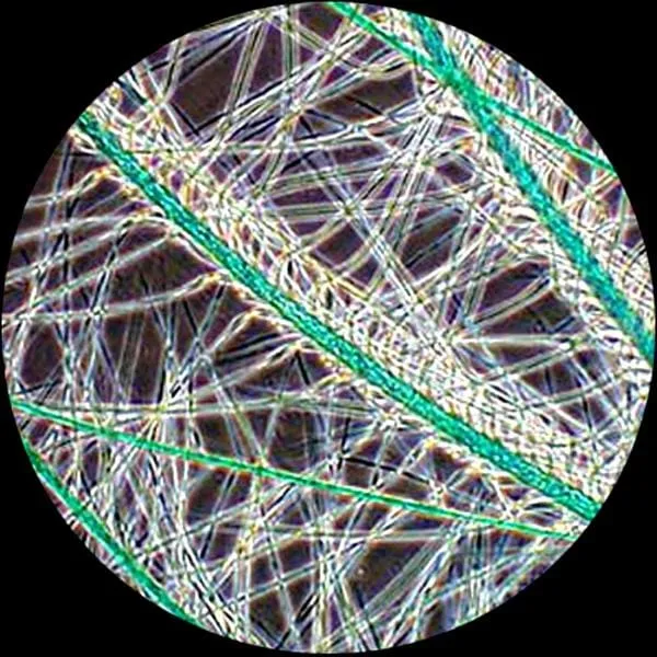 AmScope T490 Series Phase-Contrast Simul-Focal Trinocular Compound Microscope with 20W Halogen, 3D Mechanical Stage and Optional Digital Camera