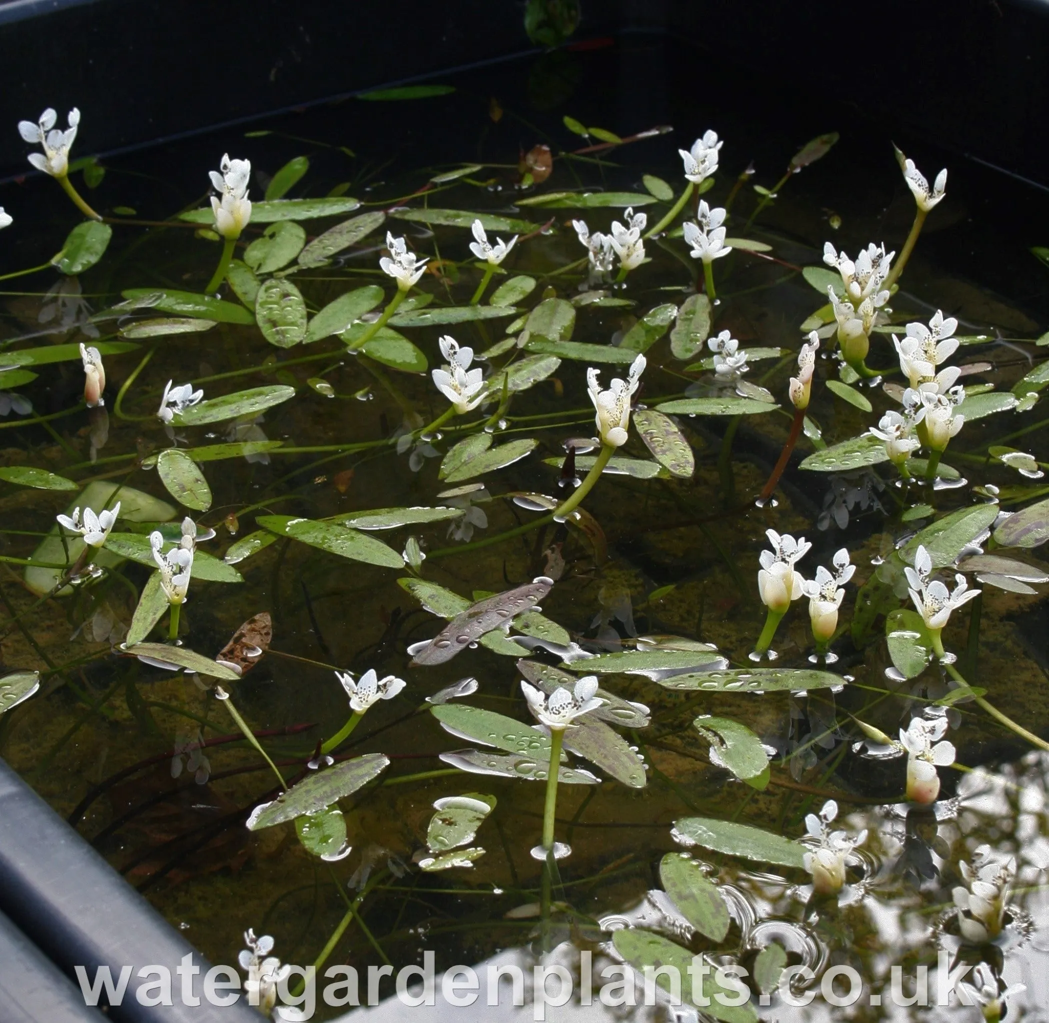 Aponogeton distachyos - Water Hawthorn