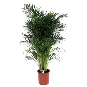 Areca Dypsis Lutescens - ↑ 100-120 cm - Size Ø 21 cm