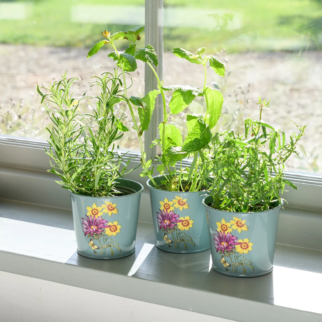 Asteraceae Herb Pots