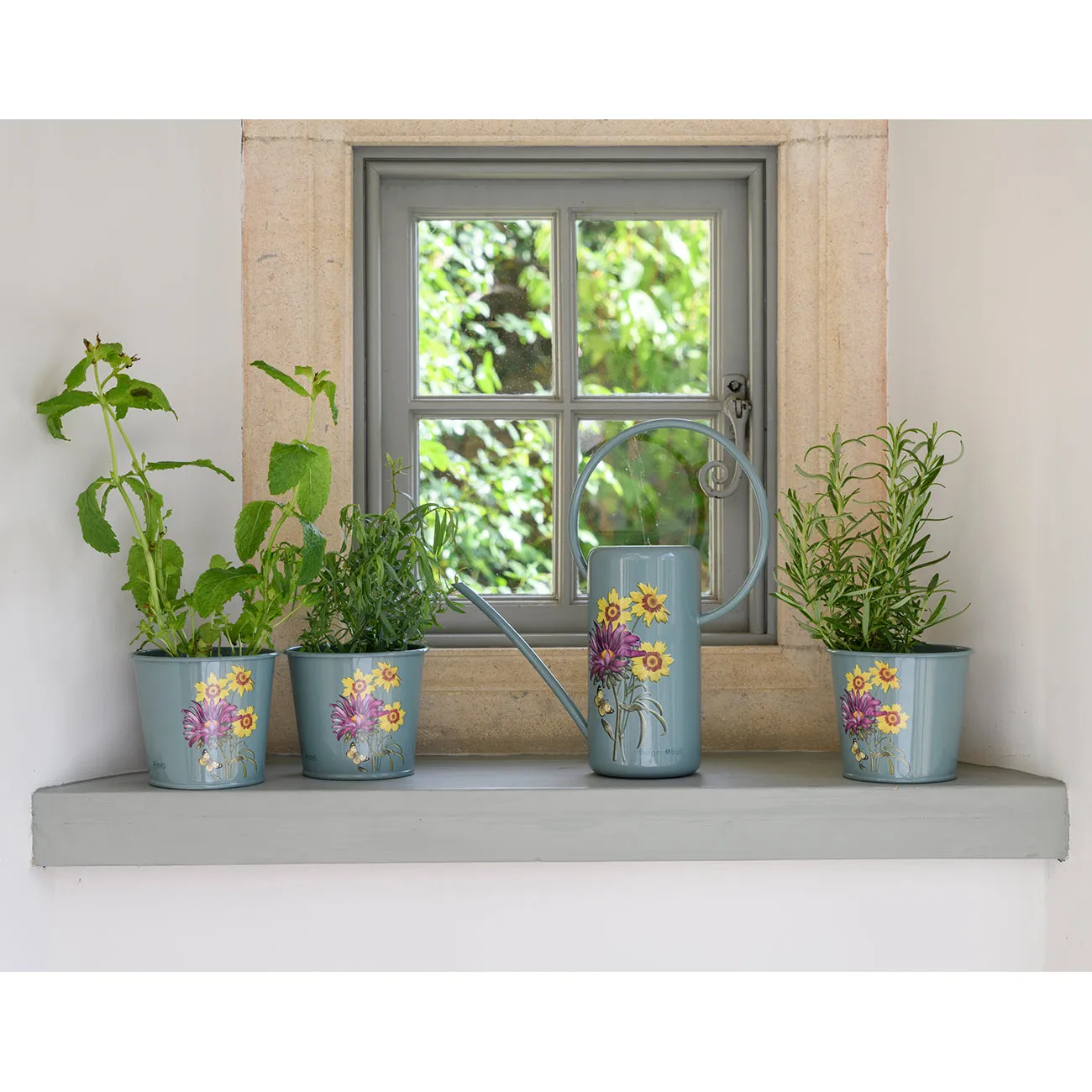 Asteraceae Herb Pots