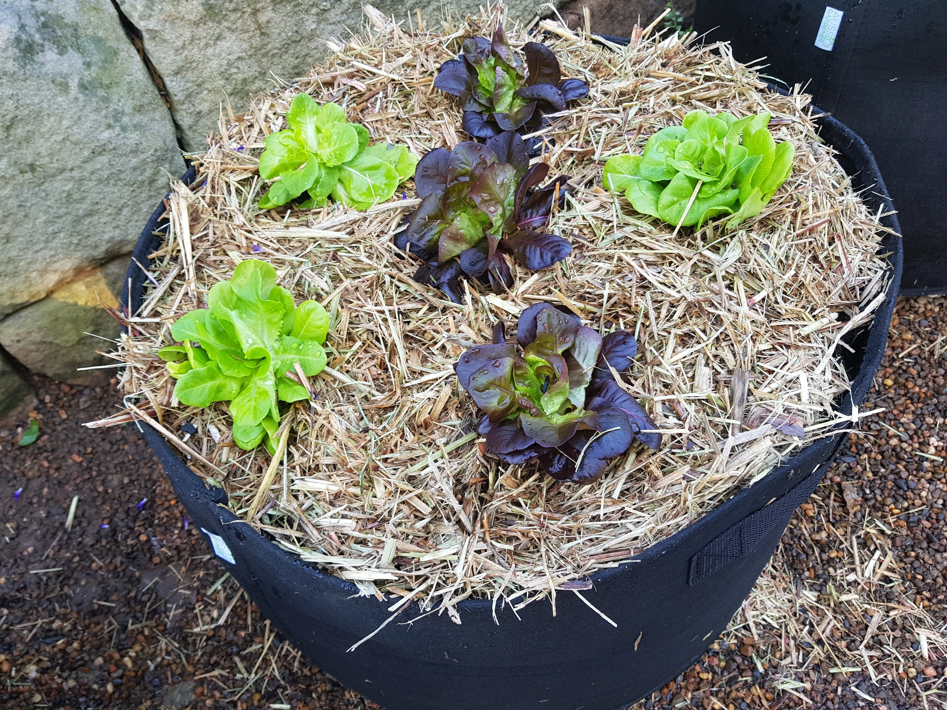 Aussie Gardener Black GeoFelt Veggie Growing Planter with Handles 550mmx400mm