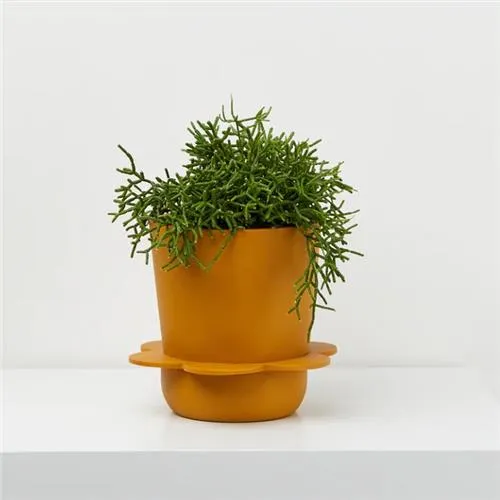 CAPRA Spring Pots