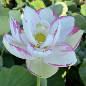 Empress Lotus (Bare Root)