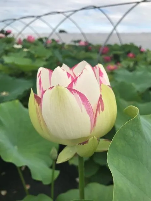 Empress Lotus (Bare Root)