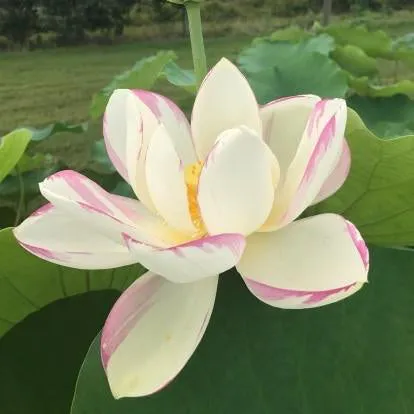 Empress Lotus (Bare Root)