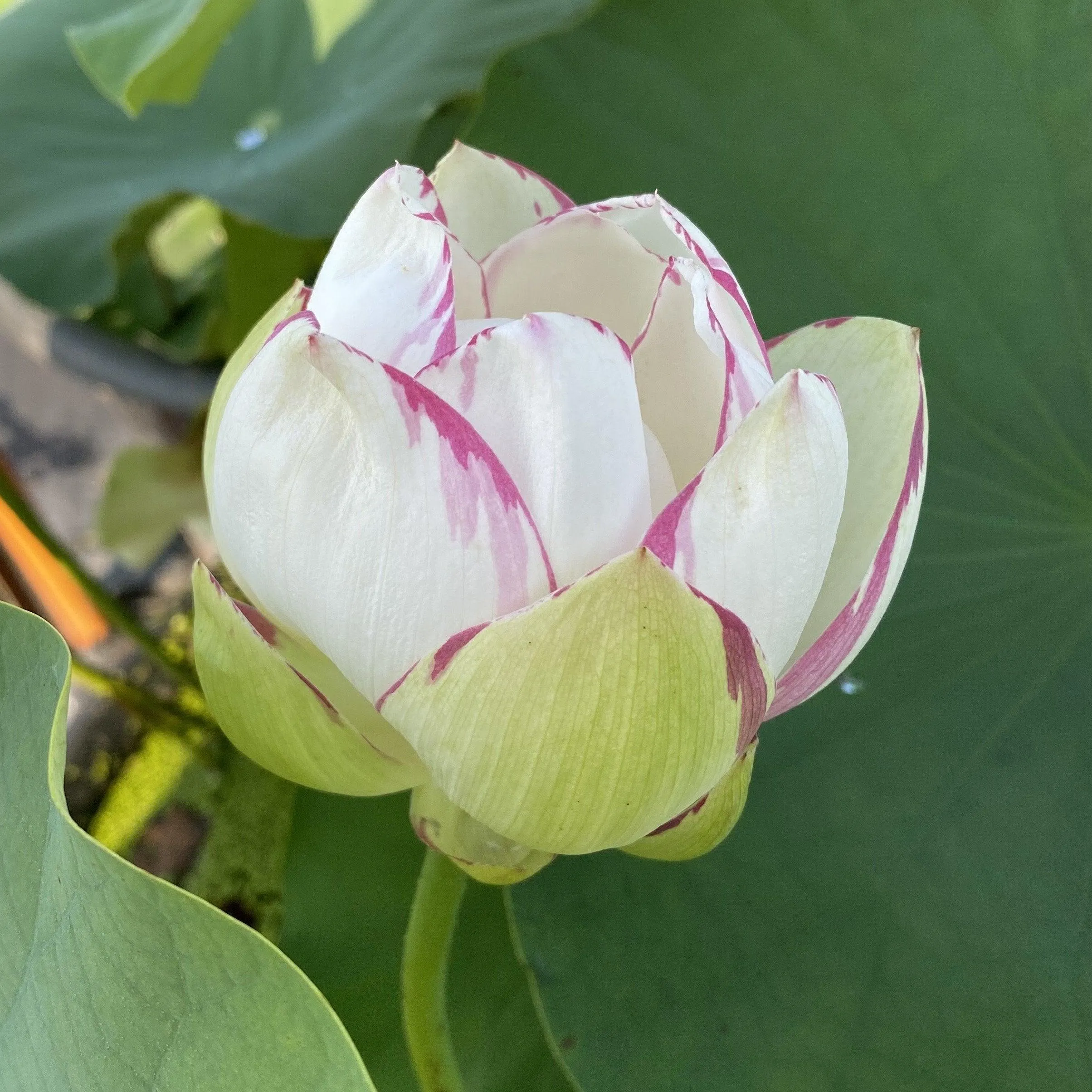 Empress Lotus (Bare Root)