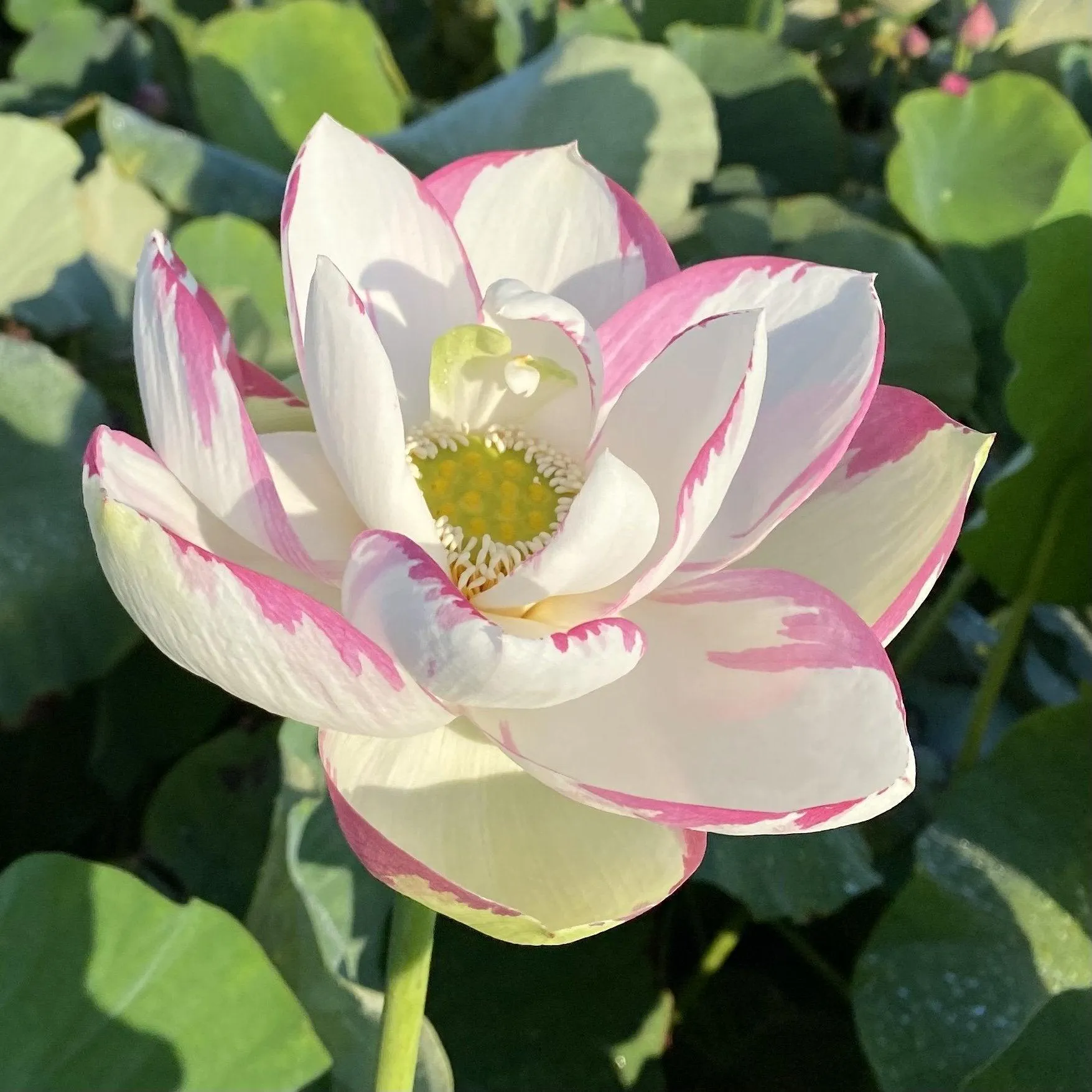 Empress Lotus (Bare Root)