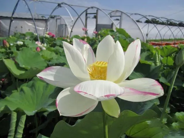 Empress Lotus (Bare Root)