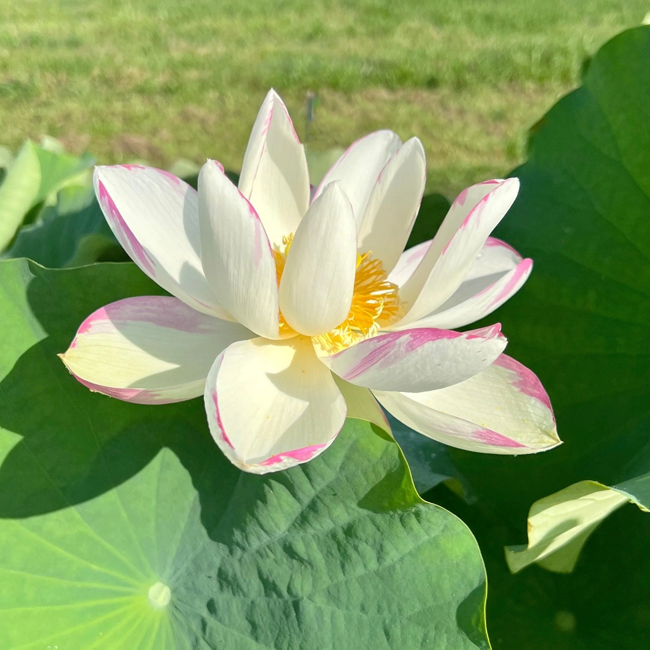 Empress Lotus (Bare Root)