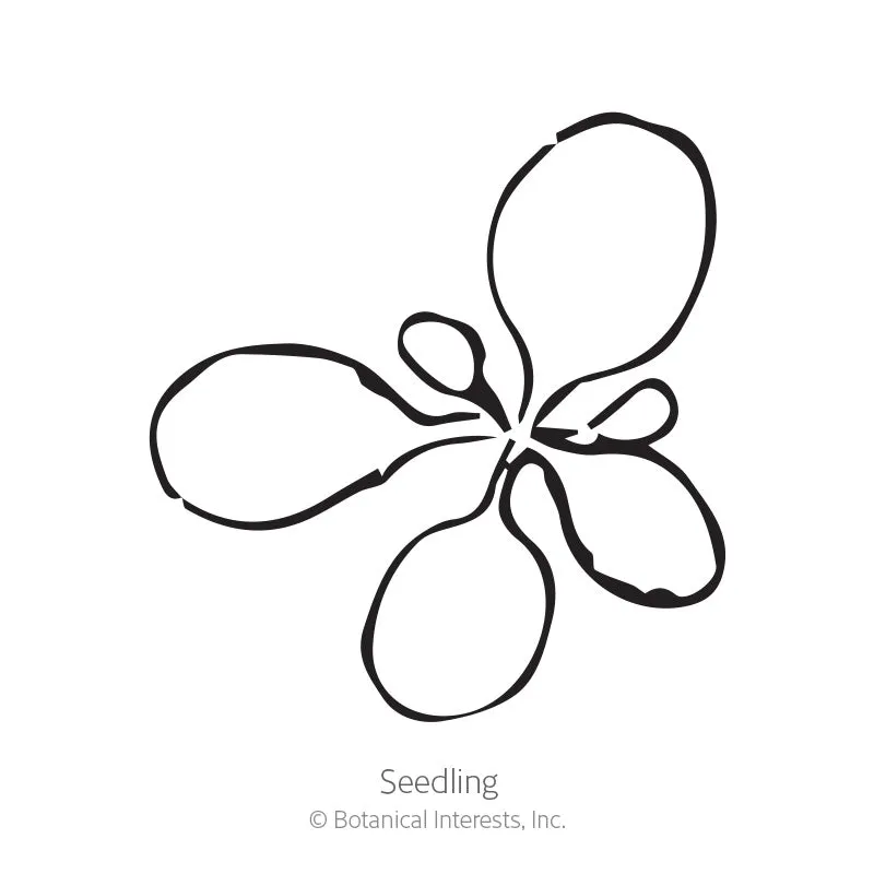 Garden Party Blend Petunia Seeds