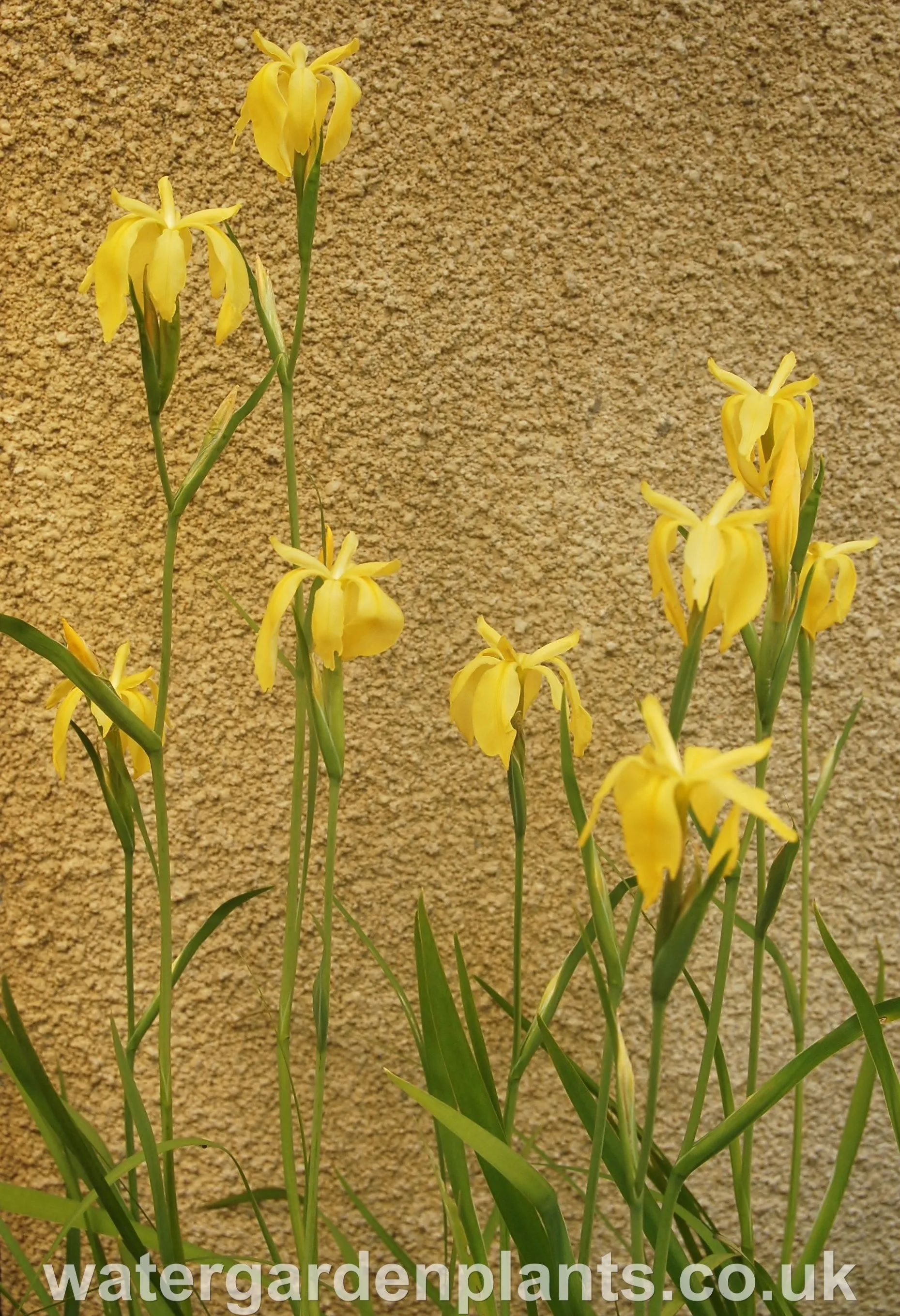 Iris fulva 'Marvell Gold' EXCLUSIVE