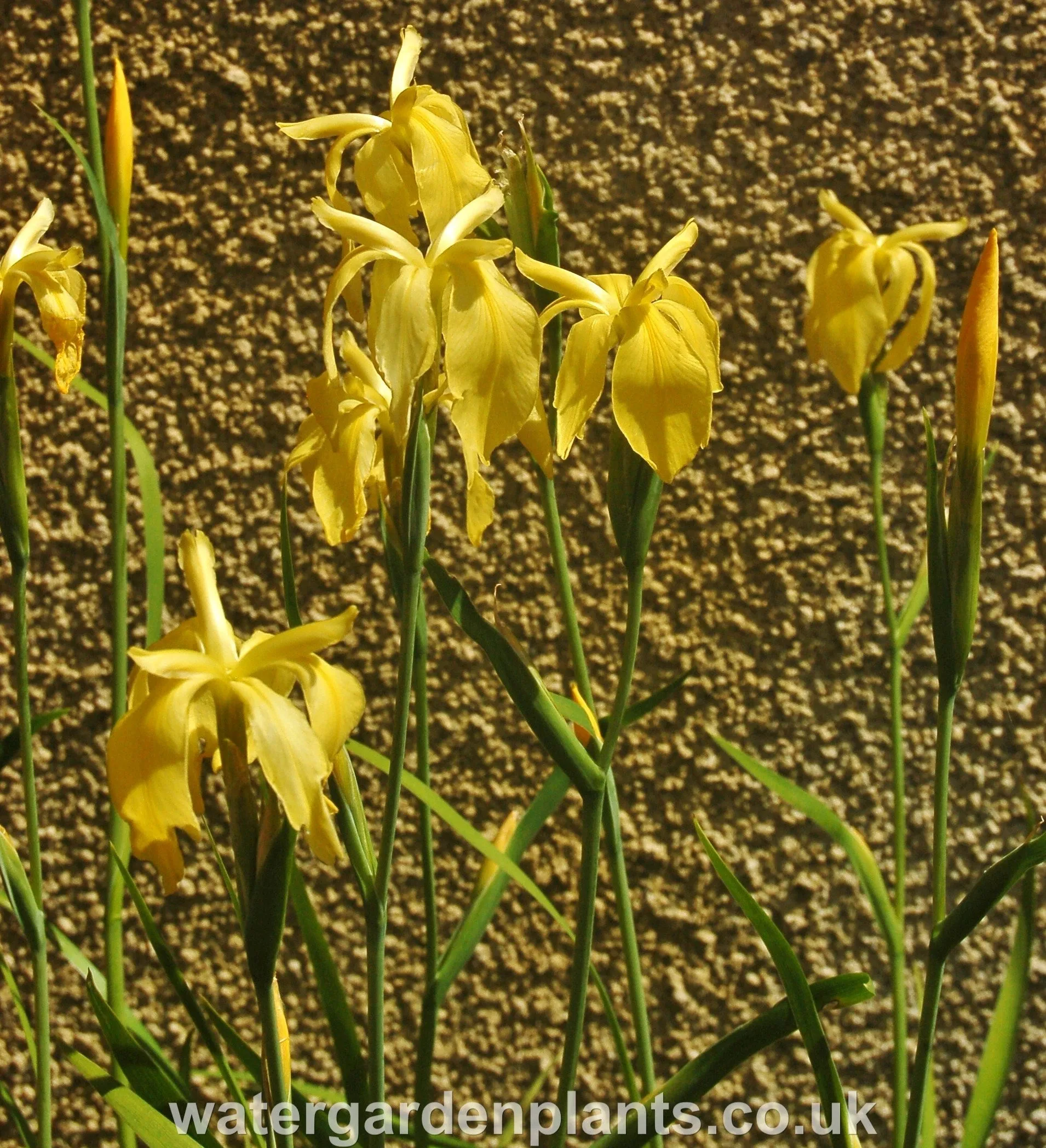 Iris fulva 'Marvell Gold' EXCLUSIVE