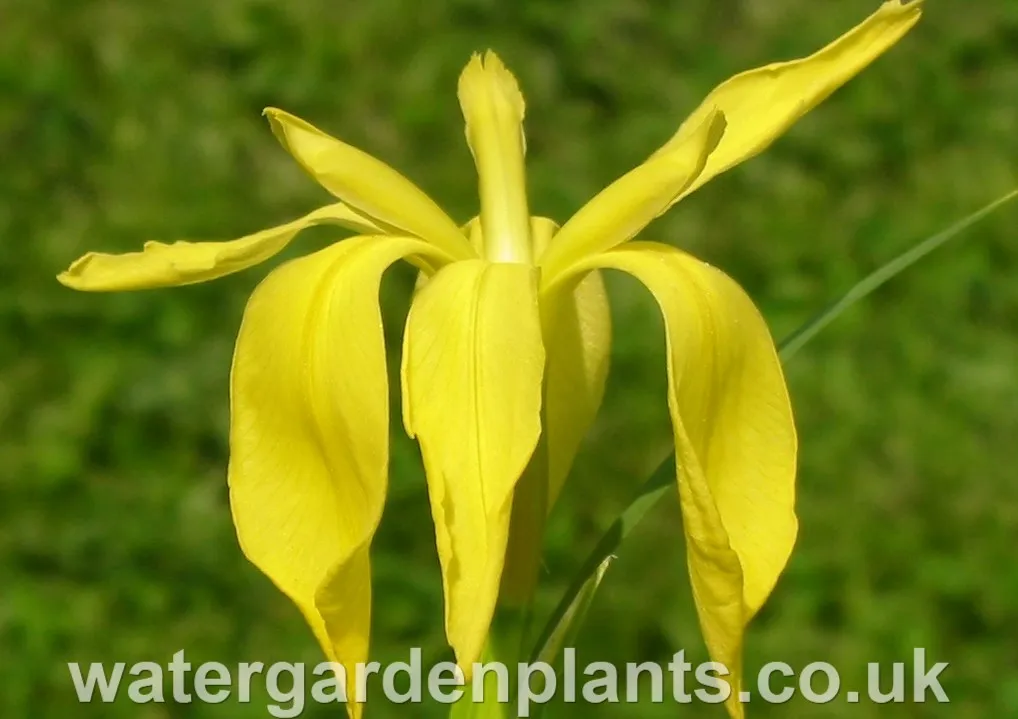 Iris fulva 'Marvell Gold' EXCLUSIVE