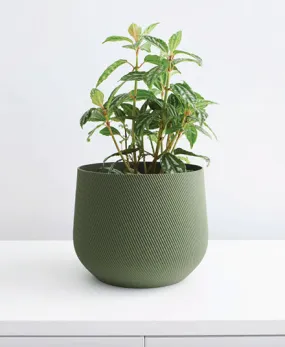 Juniper Planter, Olive Green