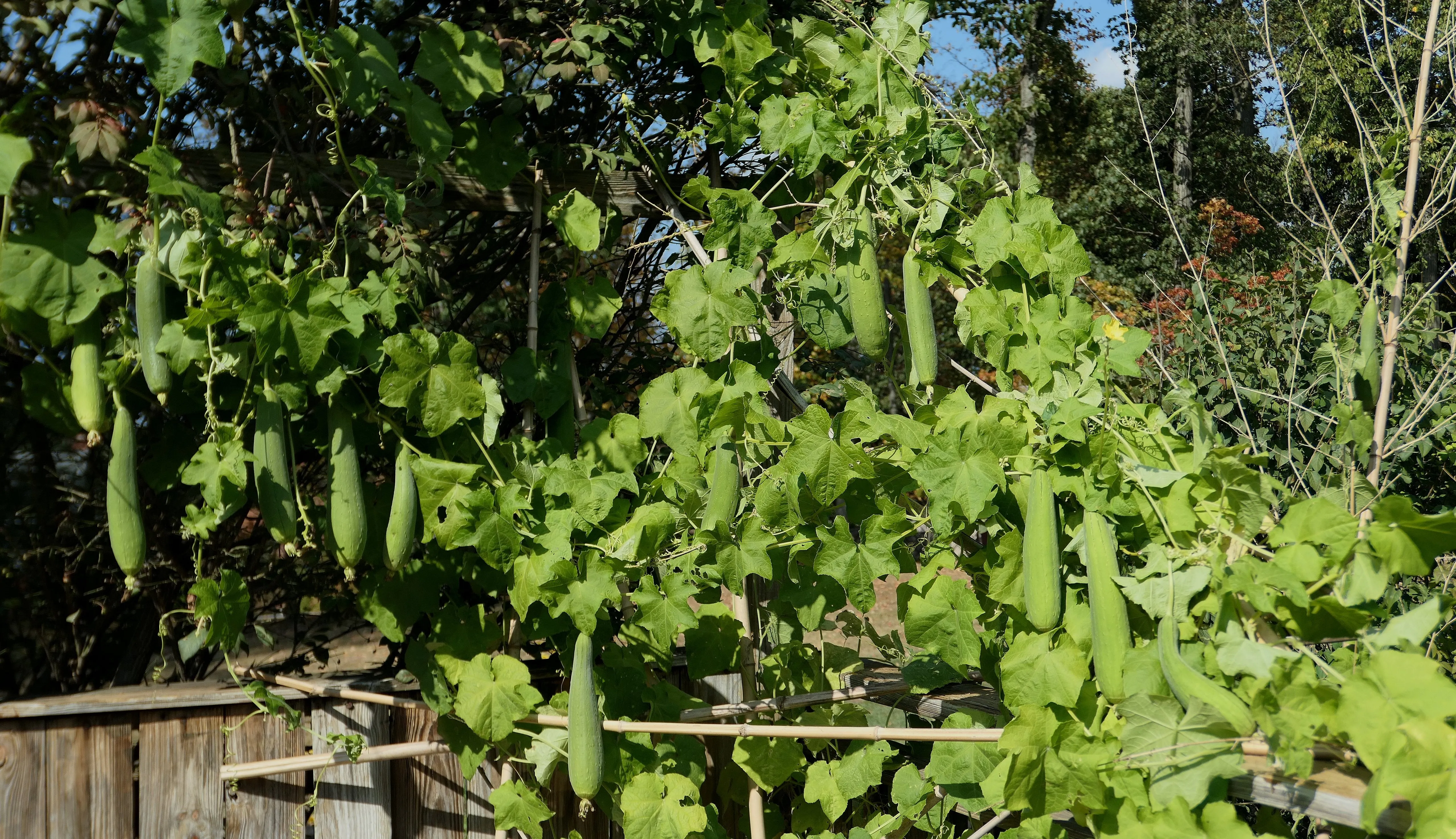 Luffa Gourd Sponge Gourd Luffa aegyptiaca 20 Seeds   USA Company