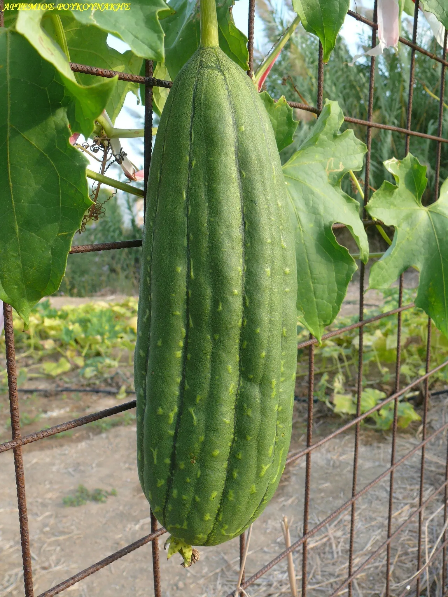 Luffa Gourd Sponge Gourd Luffa aegyptiaca 20 Seeds   USA Company