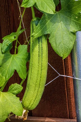 Luffa Gourd Sponge Gourd Luffa aegyptiaca 20 Seeds   USA Company