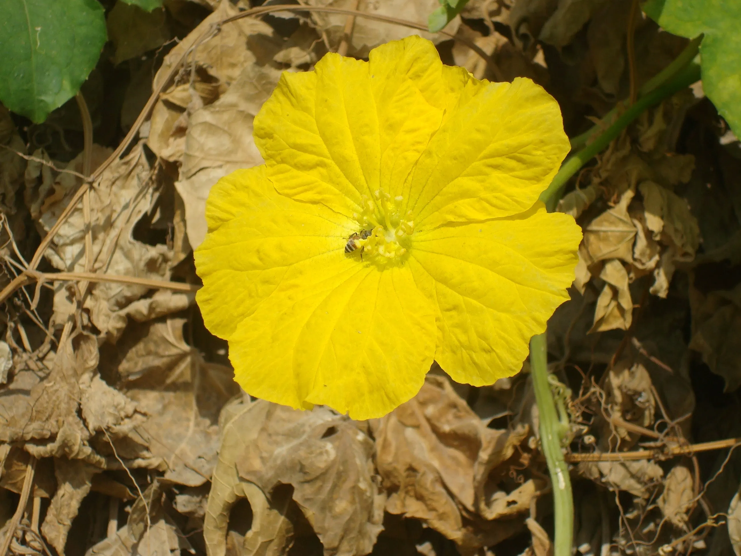 Luffa Gourd Sponge Gourd Luffa aegyptiaca 20 Seeds   USA Company