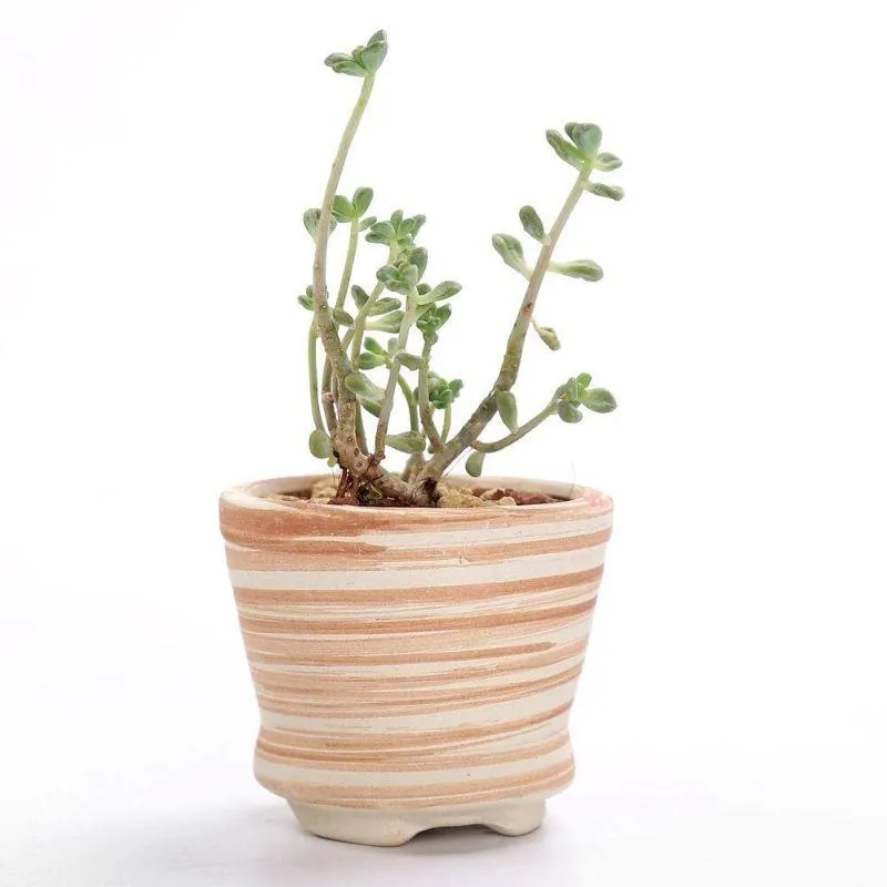 Mini Striped Succulent Flower Pots