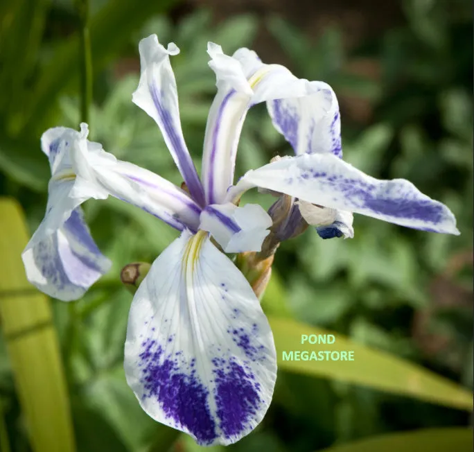 Mottled Beauty Iris Laevigata <br> Plants Ship Spring