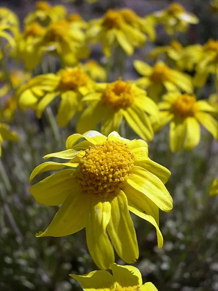 Oregon Sunshine - bundle of 5 plants (3.5" pots)