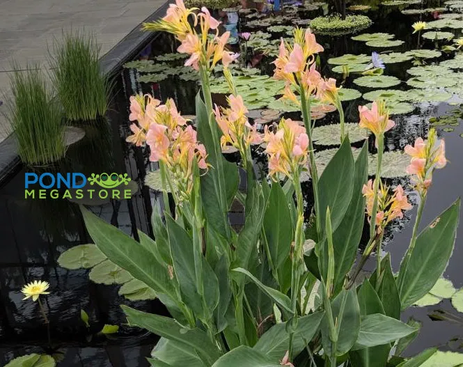 Peach Delight <br> Aquatic Canna <br> Heavy Bloomer all Summer!