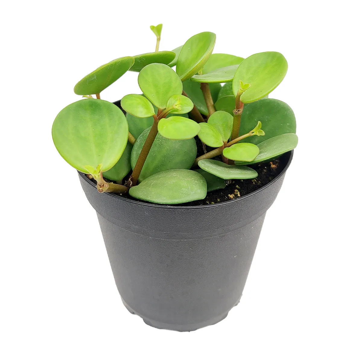 Peperomia Hope