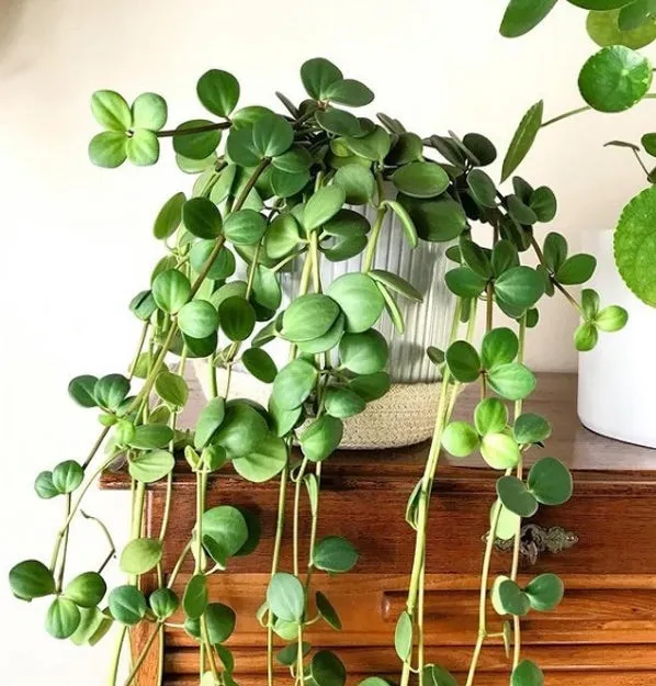 Peperomia Hope