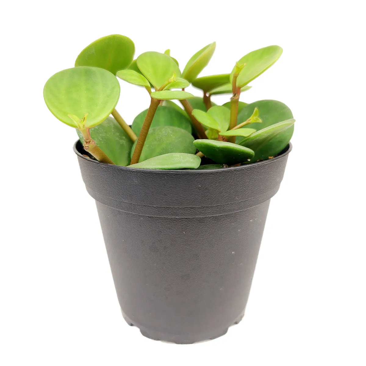 Peperomia Hope