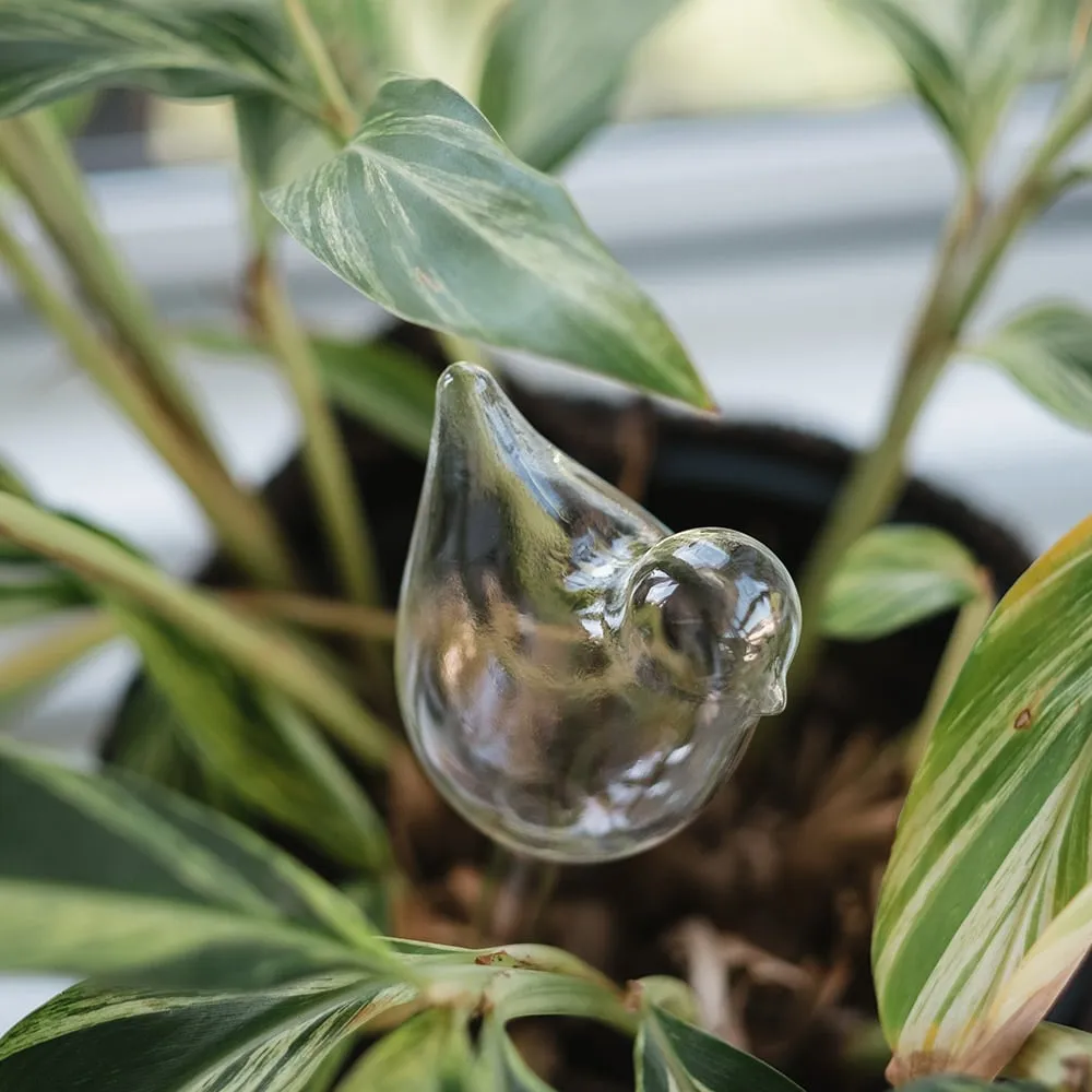 Plant Water Bubble