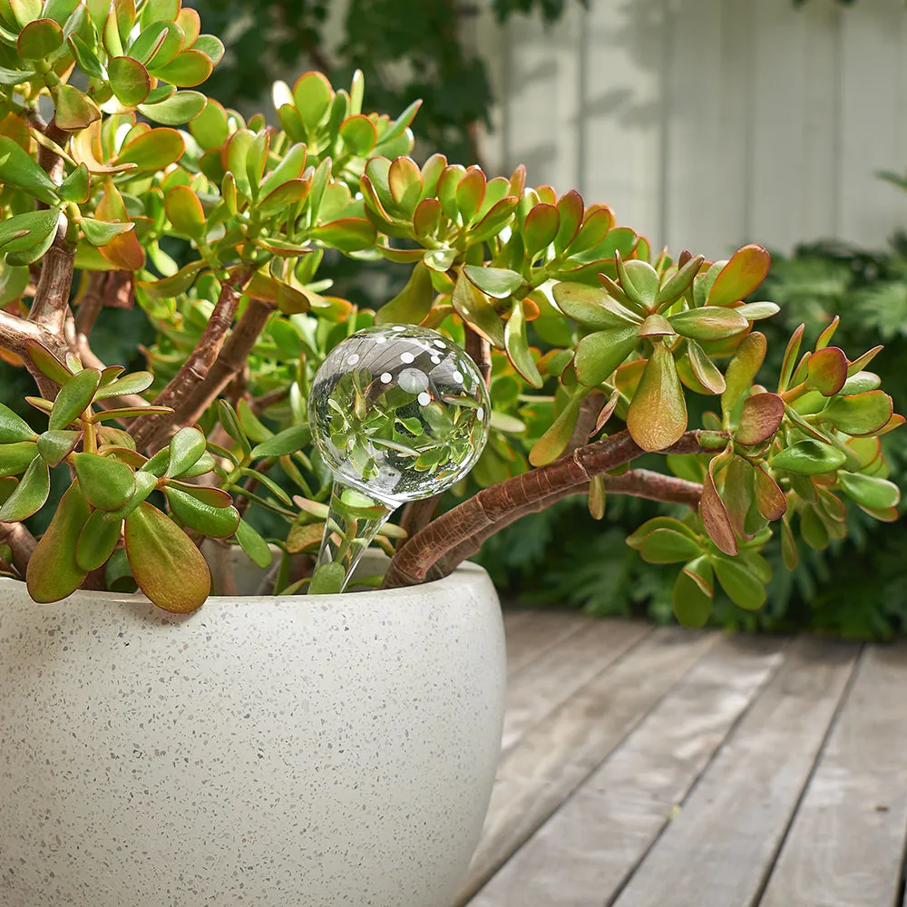 Plant Water Bubble