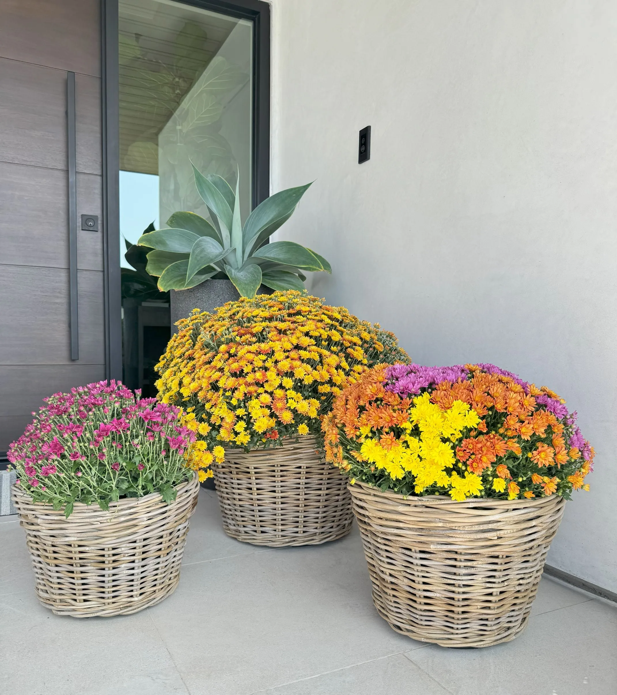 Rattan Kobo Conical Indoor & Outdoor Planter Basket with Plastic Pot