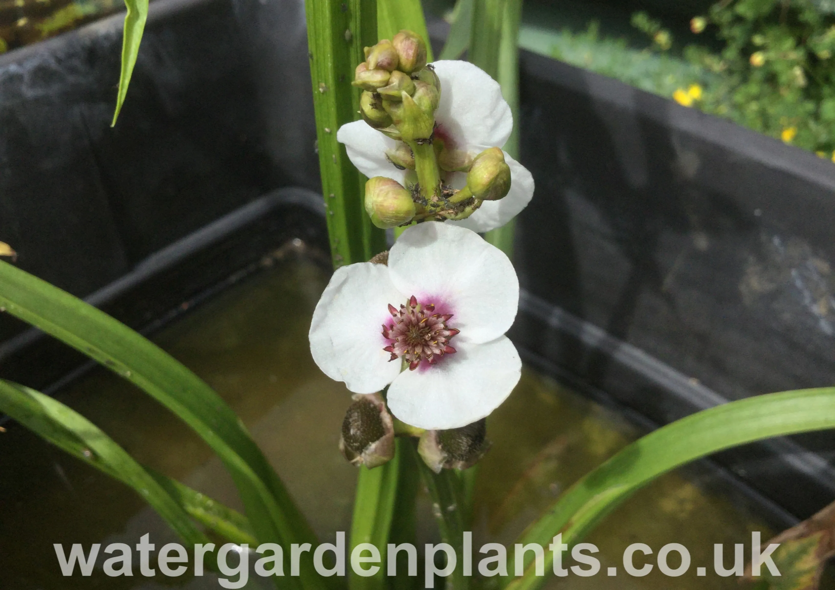 Sagittaria sagittifolia - Arrowhead, Swamp Potato