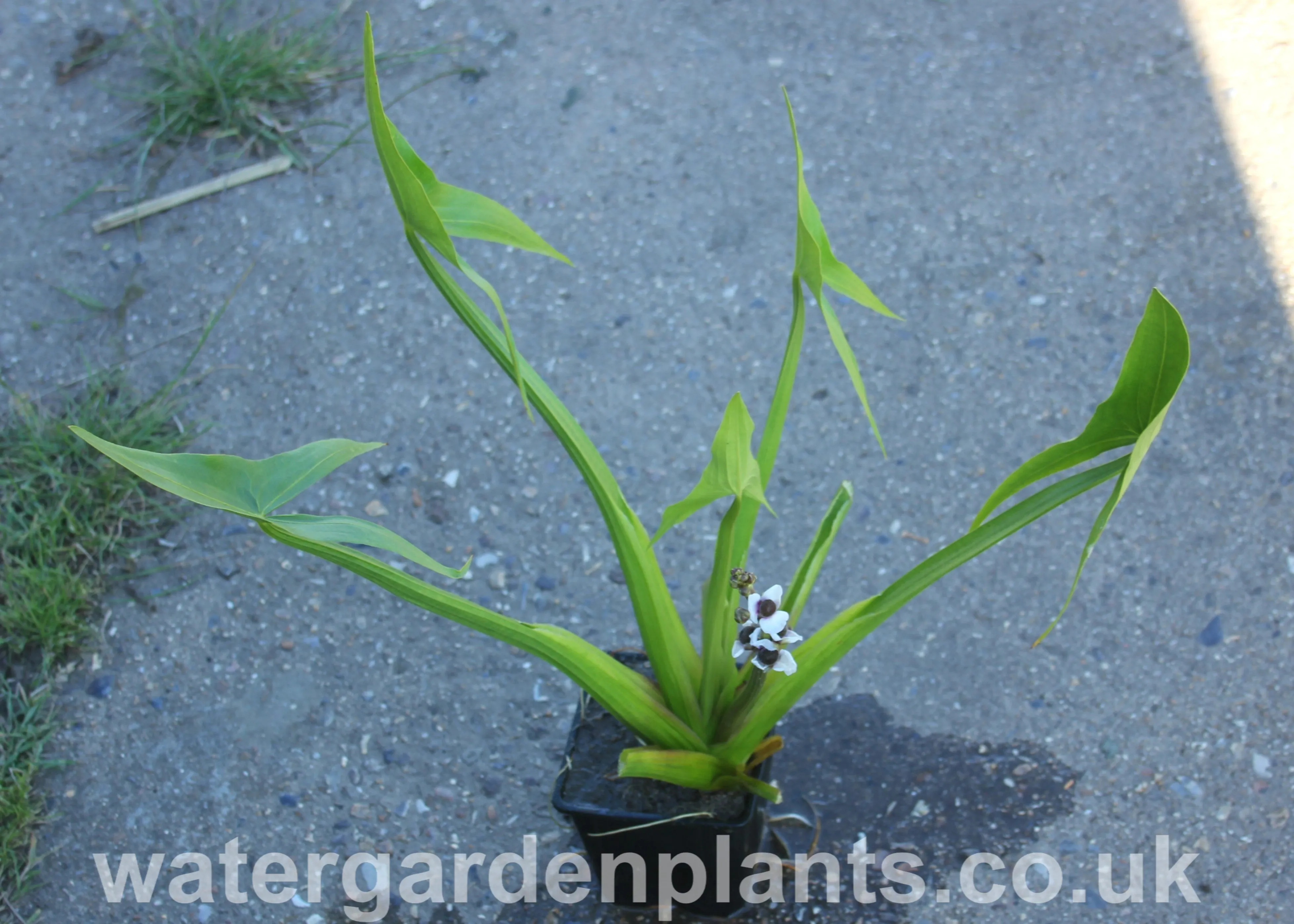 Sagittaria sagittifolia - Arrowhead, Swamp Potato