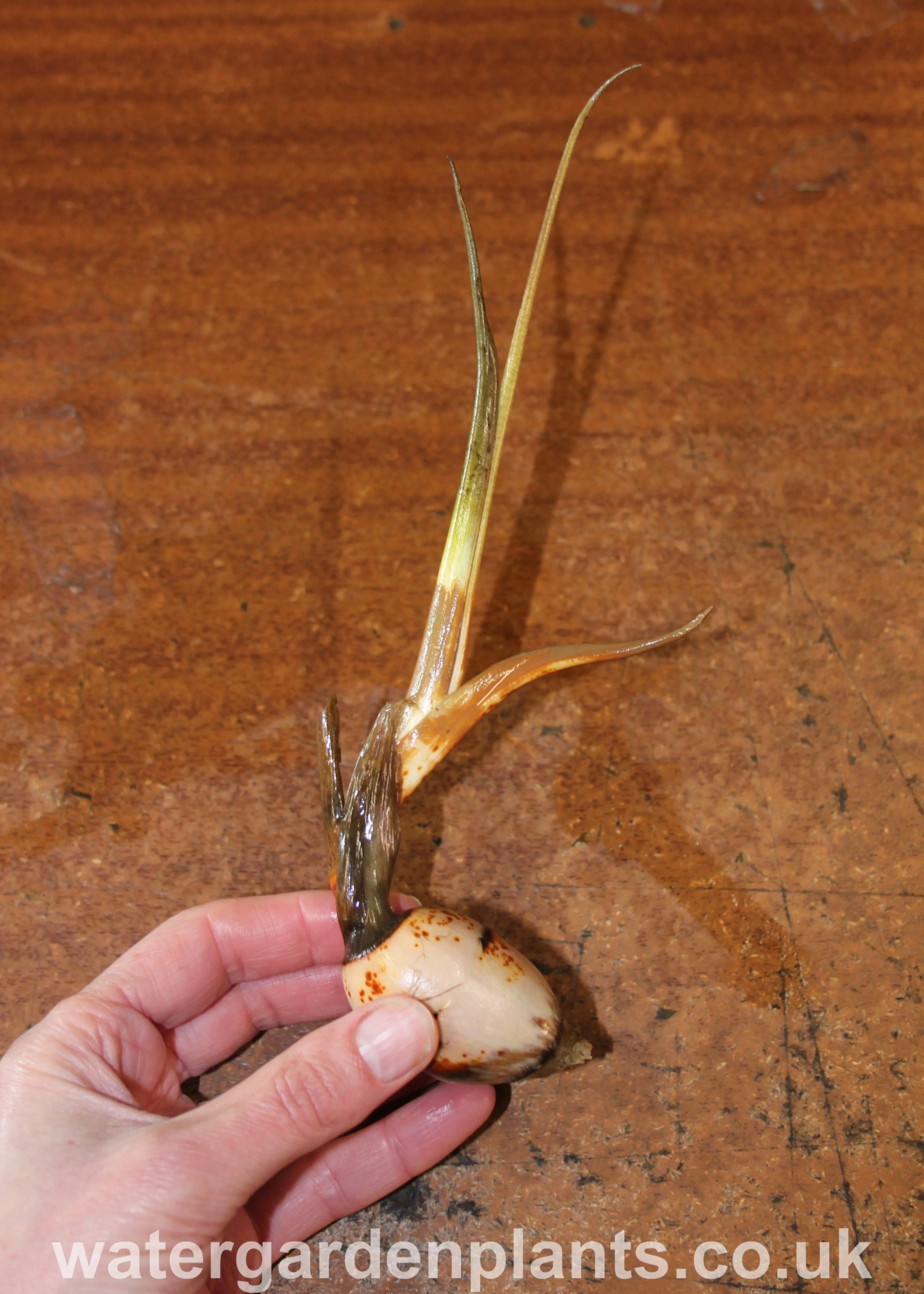 Sagittaria sagittifolia var. leucopetala 'Flore Pleno' - Double-Flowered Arrowhead, Double-Flowered Swamp Potato