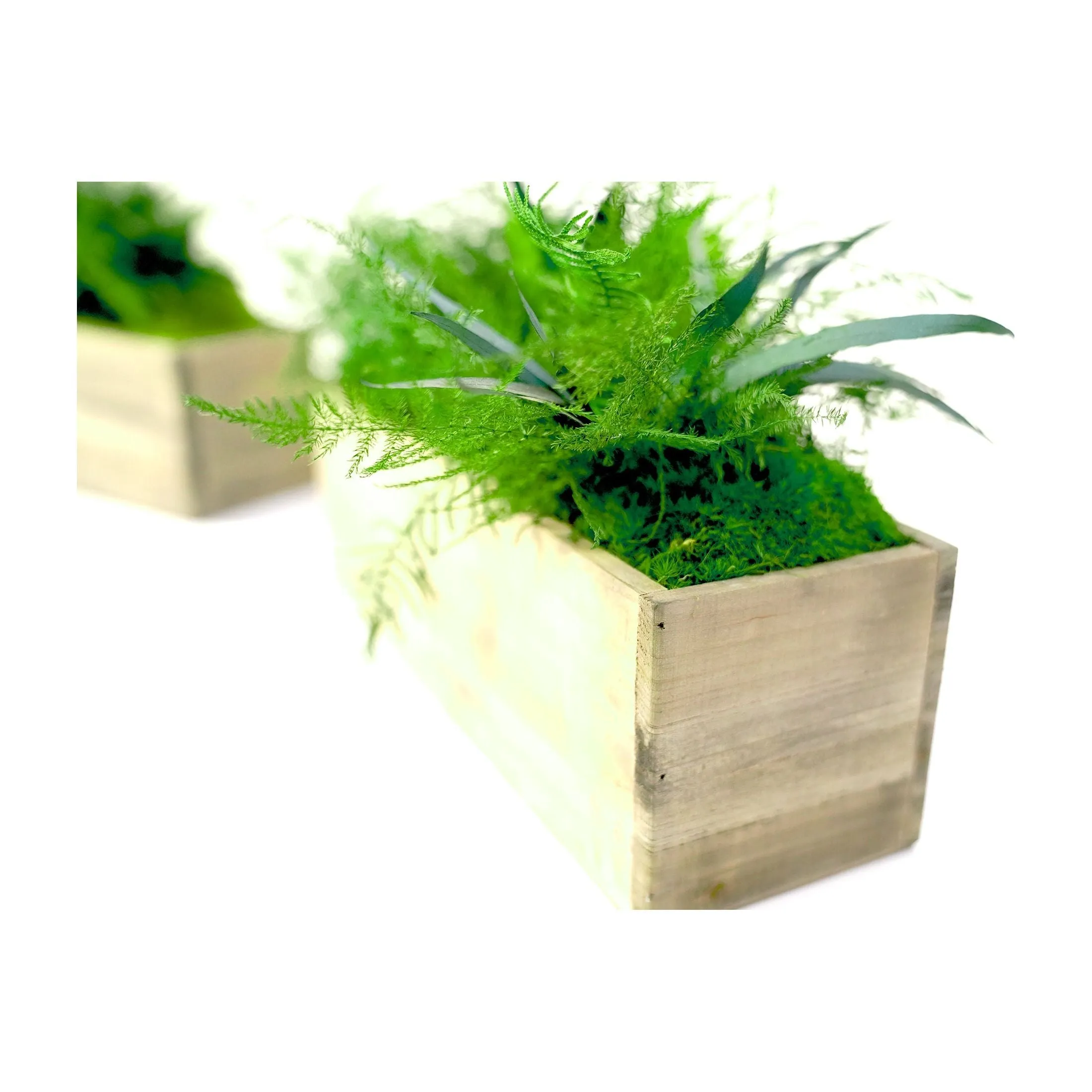 Set of 2 Wooden Planter Boxes With Preserved Moss and Ferns - No Watering