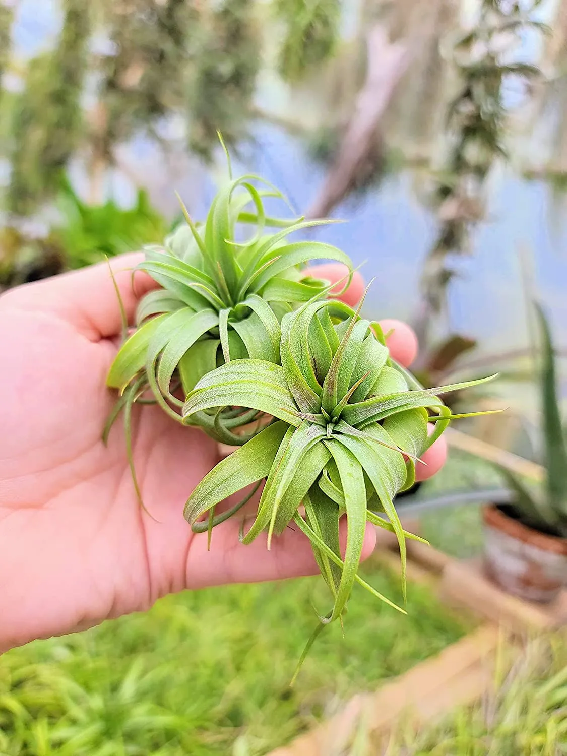 Streptophylla Hybrid Air Plant (Small)