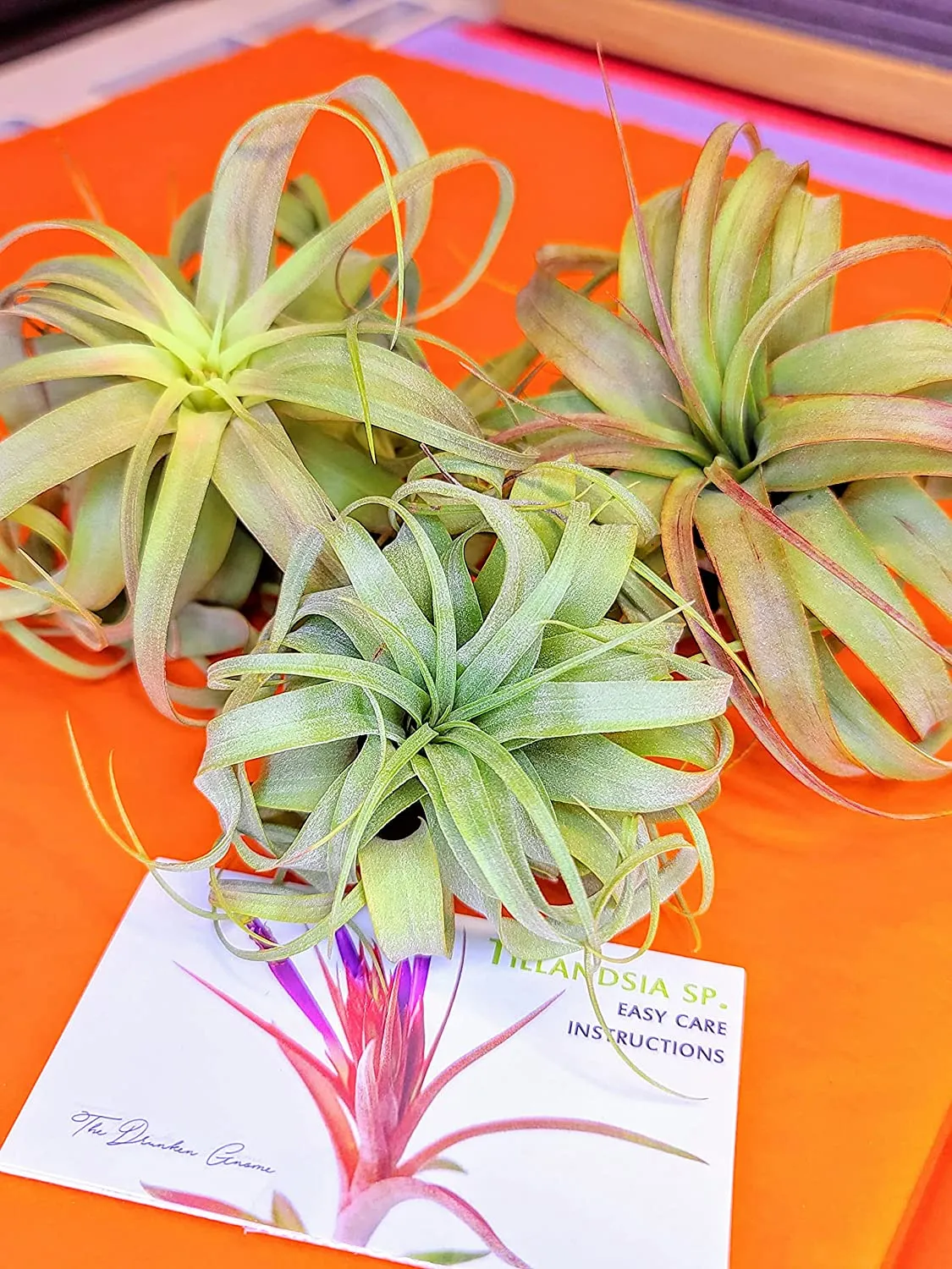 Streptophylla Hybrid Air Plant (Small)