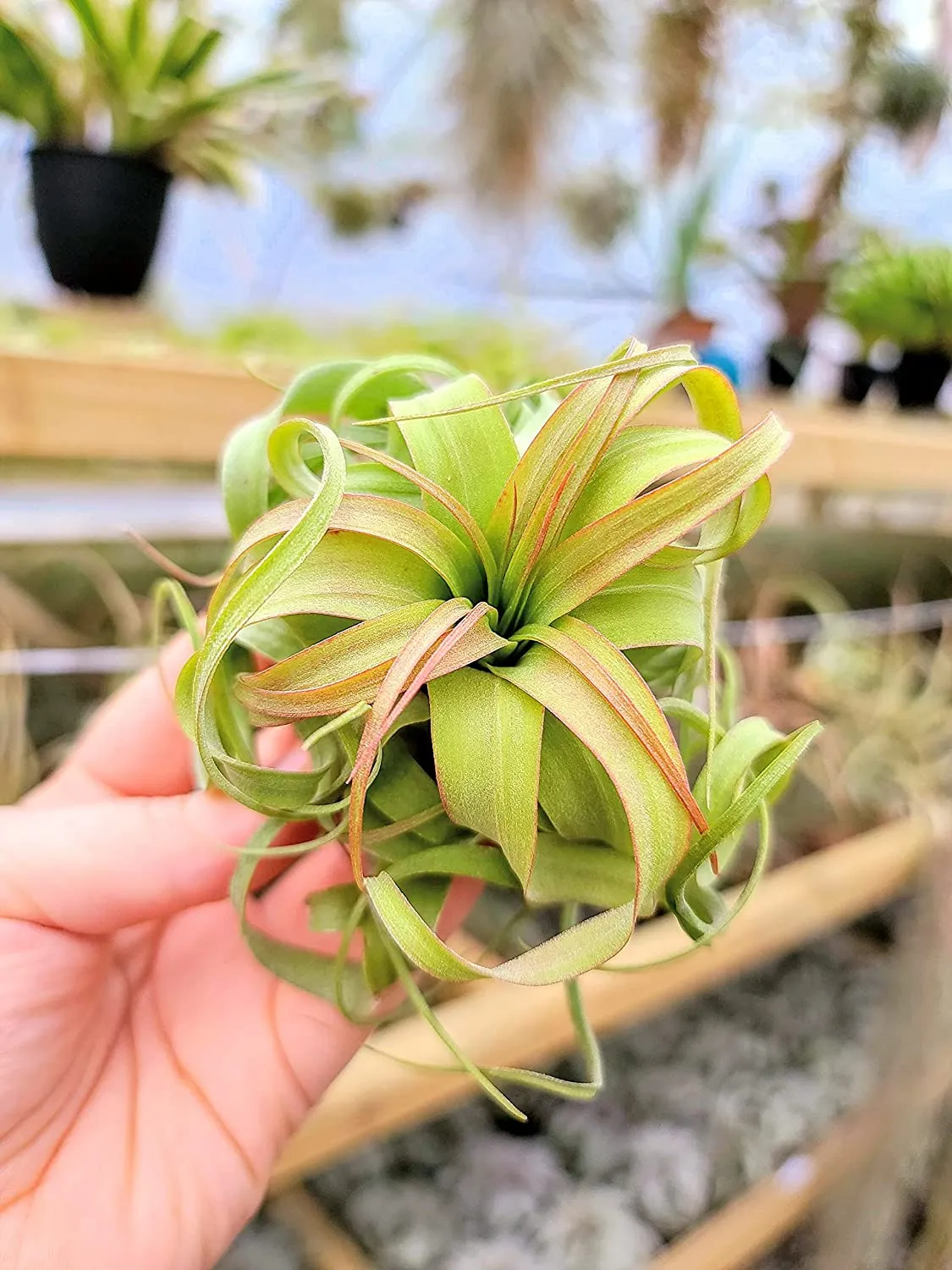 Streptophylla Hybrid Air Plant (Small)