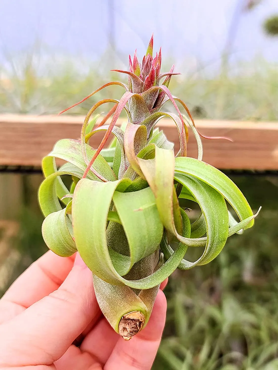 Streptophylla Hybrid Air Plant (Small)