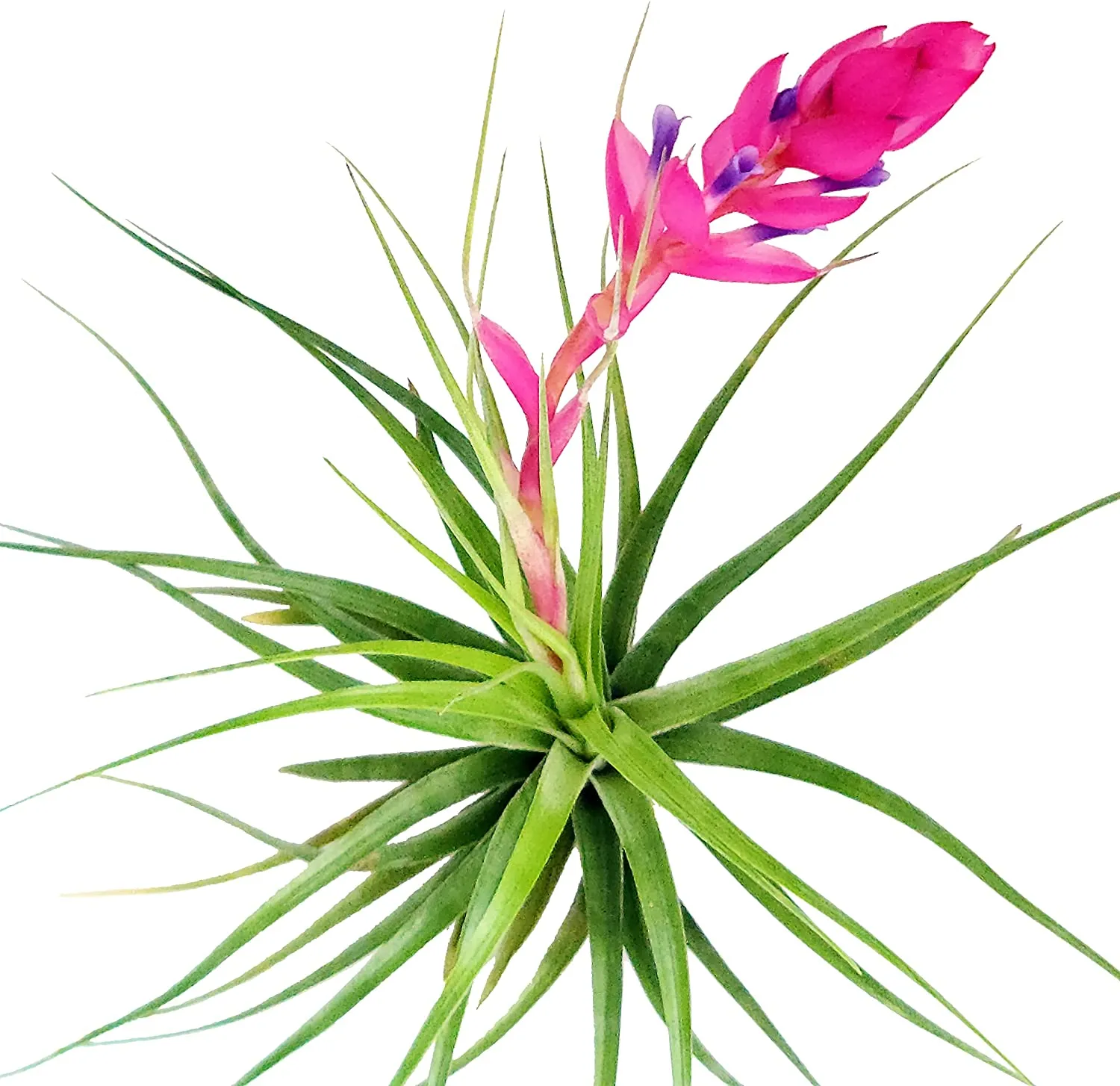 Stricta Air Plant