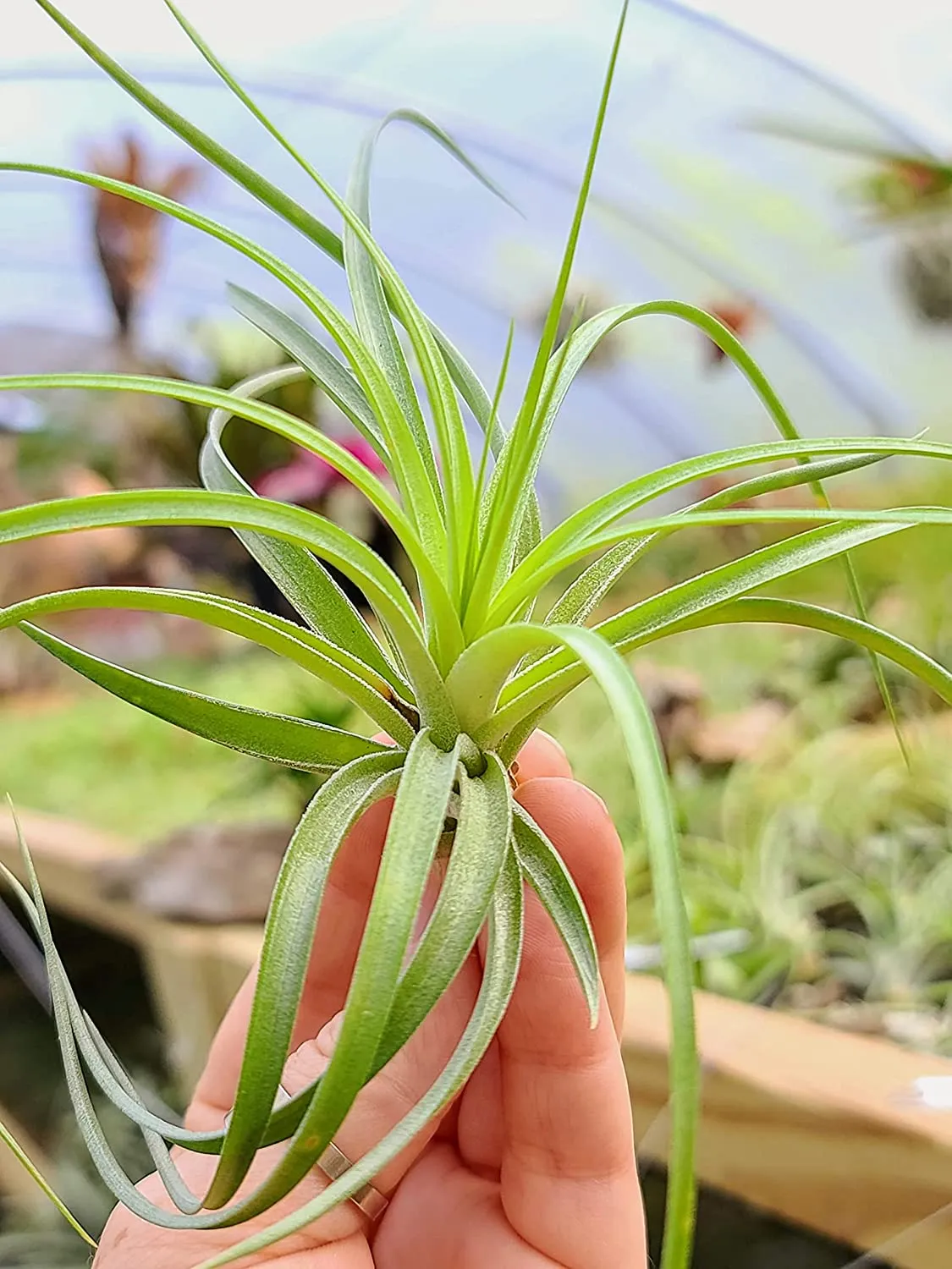 Stricta Air Plant