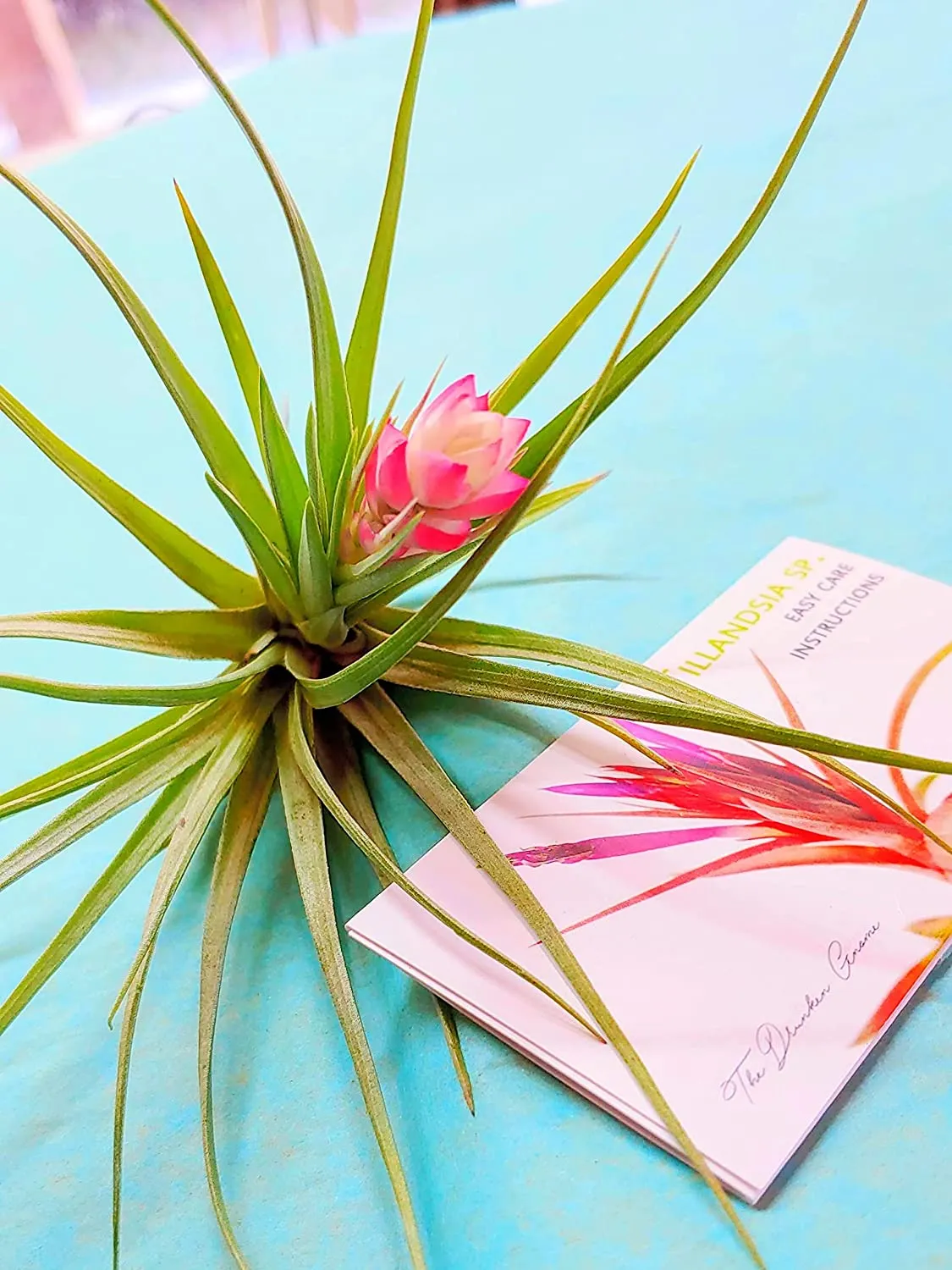 Stricta Air Plant