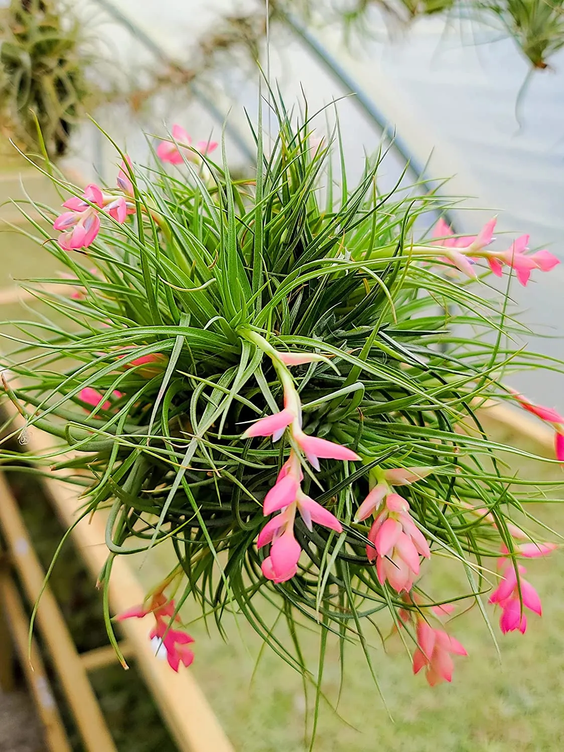 Stricta Air Plant